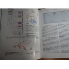 Vertebrate Endocrinology, Fifth Edition, Norris, Carr